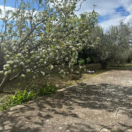 Vala